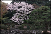 A pond at the Shinjuku National Garden