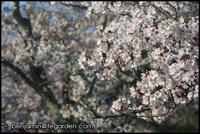 … blossoms …