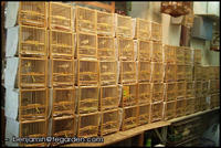 Birds for sale at the Yuen Po bird garden