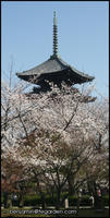 The pagoda hiding behind foliage