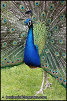 A peacock in the Wallenstein Gardens