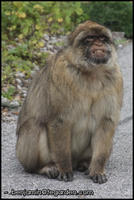 Another macaque, slightly less happy to be photographed