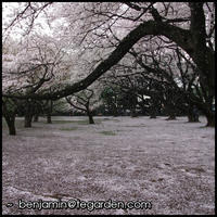 A brief sakura flurry