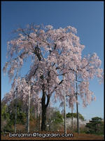 Cherry blossoms at To-ji