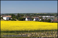 Vineyards, flowers, and a small town