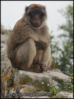 A pensive macaque