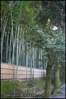 Bamboo along the path in Daitokuji