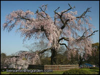 The weeping cherry tree at Maruyama